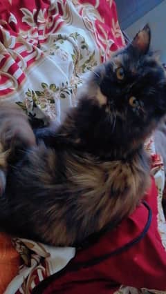 LONG HAIR PERSIAN CAT FOR SELL