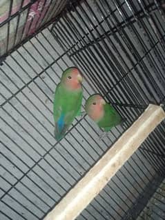 Love Bird Breeder pairs