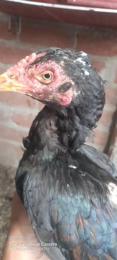 wlaity aseel female /and bajri parrot 2 pair for sale