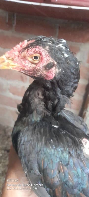 wlaity aseel female /and bajri parrot 2 pair for sale 0