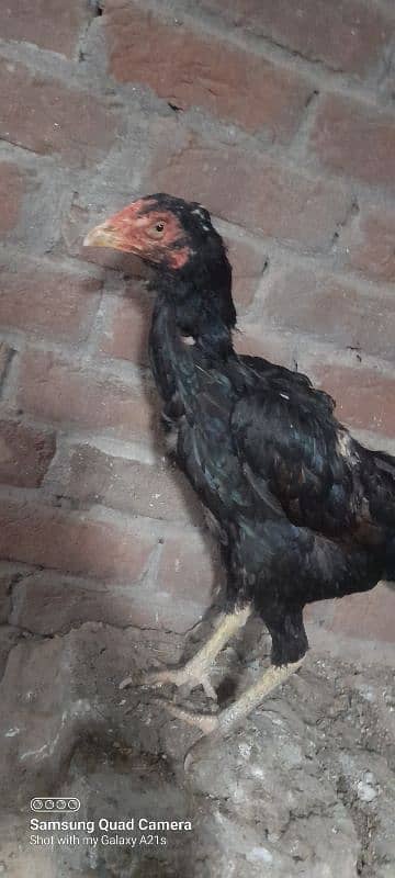 wlaity aseel female /and bajri parrot 2 pair for sale 1