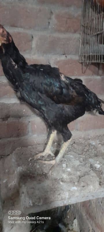 wlaity aseel female /and bajri parrot 2 pair for sale 2