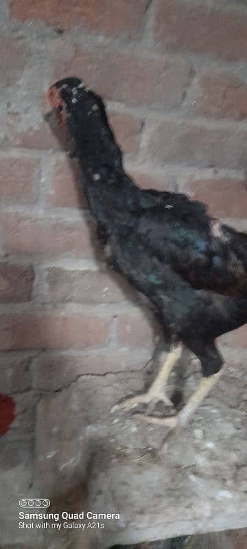 wlaity aseel female /and bajri parrot 2 pair for sale 3