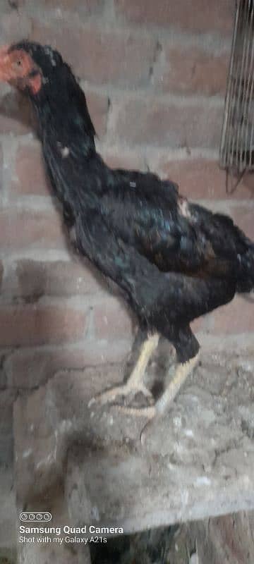 wlaity aseel female /and bajri parrot 2 pair for sale 6