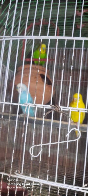 wlaity aseel female /and bajri parrot 2 pair for sale 7