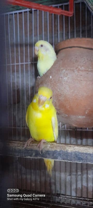 wlaity aseel female /and bajri parrot 2 pair for sale 8