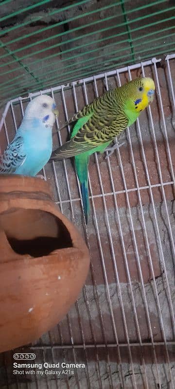 wlaity aseel female /and bajri parrot 2 pair for sale 9