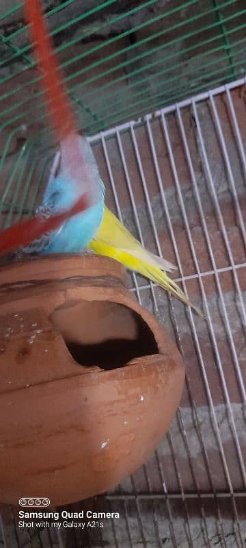 wlaity aseel female /and bajri parrot 2 pair for sale 10