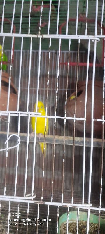 wlaity aseel female /and bajri parrot 2 pair for sale 11