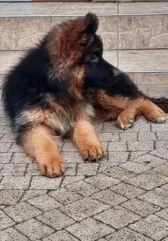 German Shepherd puppies 03251665241