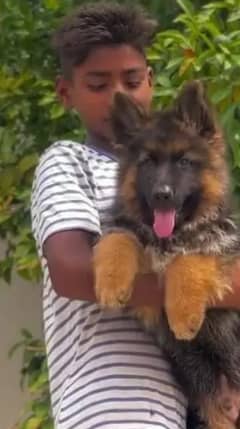 German shepherd puppy Whatsapp number 03258925374