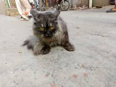 03248791186  only whats app friendly male cat litter train