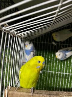 2 pairs austrailian parrots urgent sale