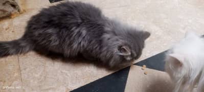 triple coted Persian kitten 5 month old pair