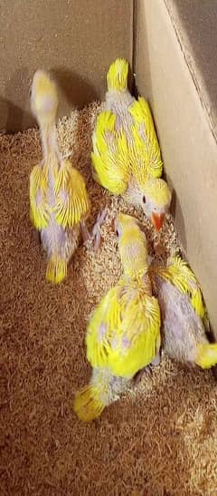 yellow ringneck chicks home breed