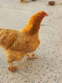 Barhama Eggs for sale hen or buff ka young pair female light susex