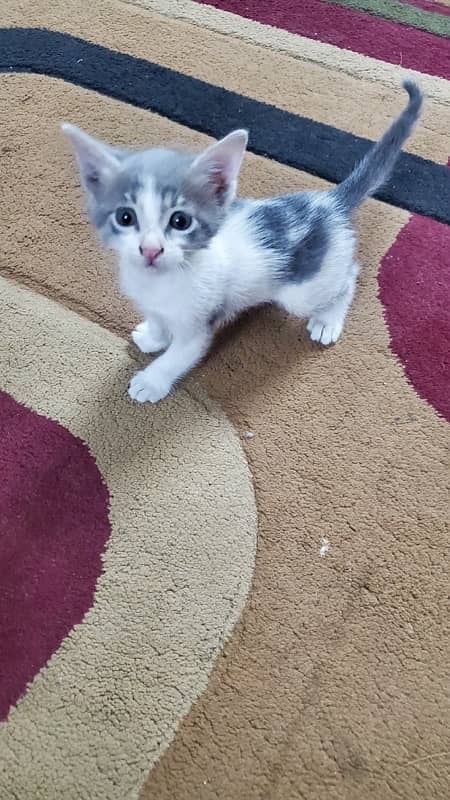 Mother cat with her 2 months old kittens 2