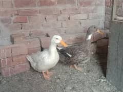 DUCK FOR SALE URGENTLY