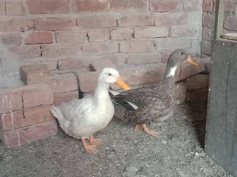 2 DUCK FOR SALE URGENTLY 0