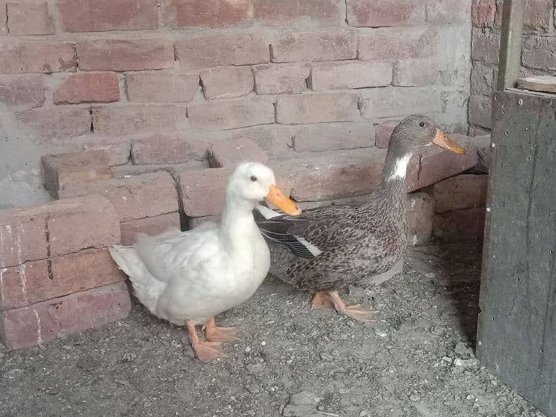 2 DUCK FOR SALE URGENTLY 1