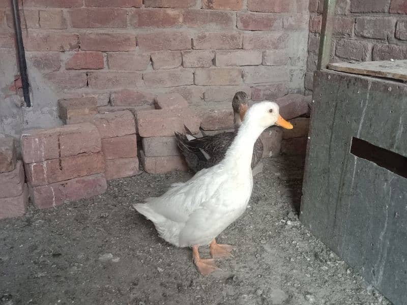 2 DUCK FOR SALE URGENTLY 2