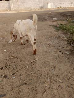 goats Male Female