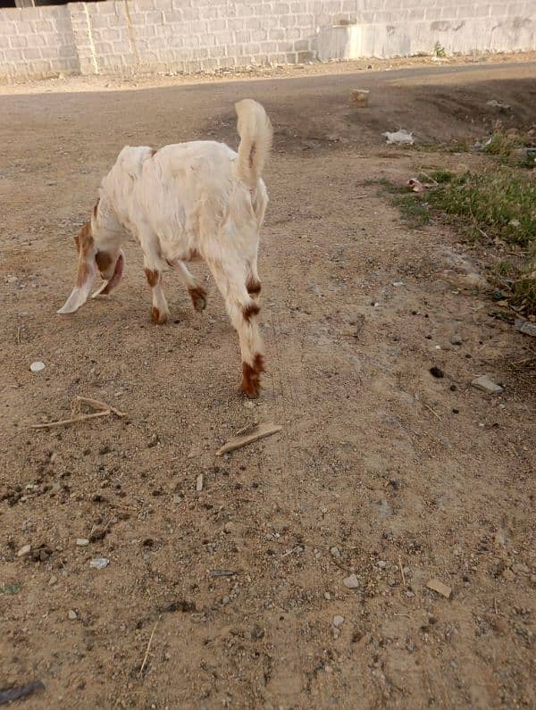 goats Male Female 0