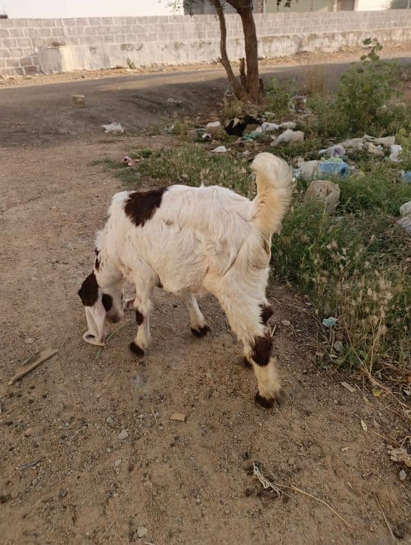 goats Male Female 1