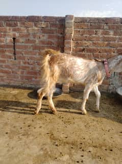 Goat | Makhi Cheni |