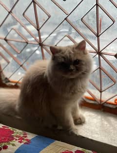 Persian male cat for sale ‪+92 370 4678376‬