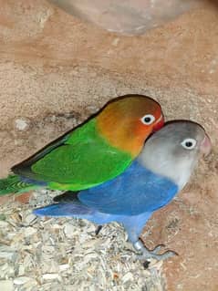 Fisher lovebirds ready to breed pair