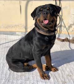 Rottweiller for sale