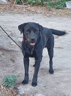 Labrador