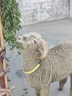 Long Tail sheep pink Nose