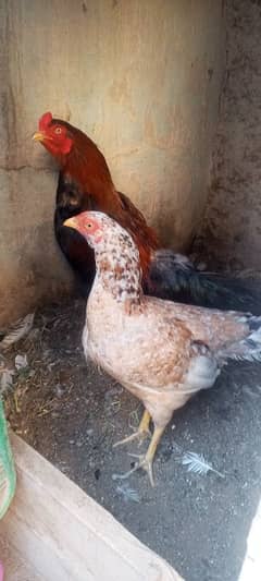 healthy and good aseel pair's for sale