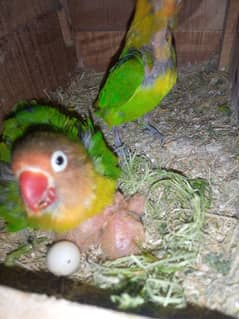 Green Fisher. blue pastel. Lutino parsunata red eyes all birds breeder