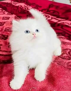 Persian kittens triple coat pair for sale contact whatsap03046501951