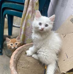 Persian Kitten Pair | Male And Female