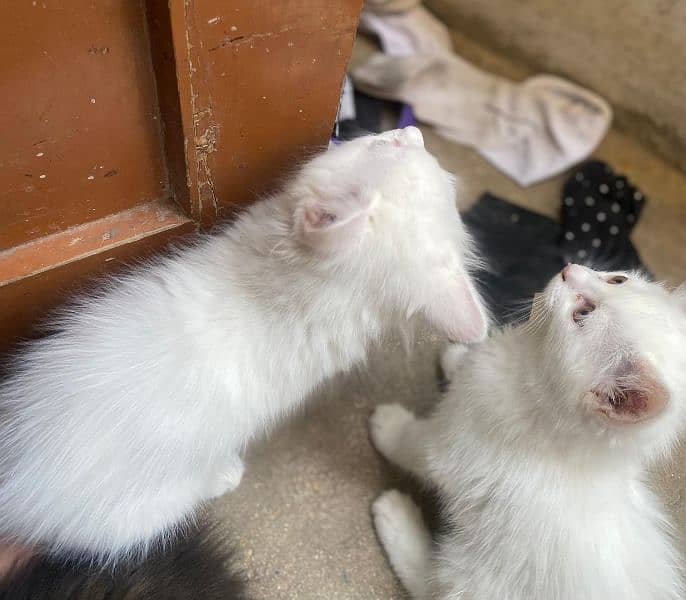 Persian Kitten Pair | Male And Female 1