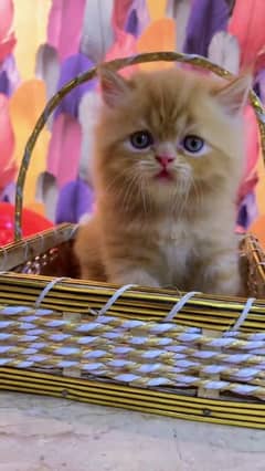 Persian kitten double court whatsapp 03010546336