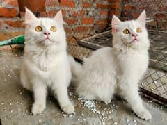 Active Persian kittens and Cats Available | White Cats