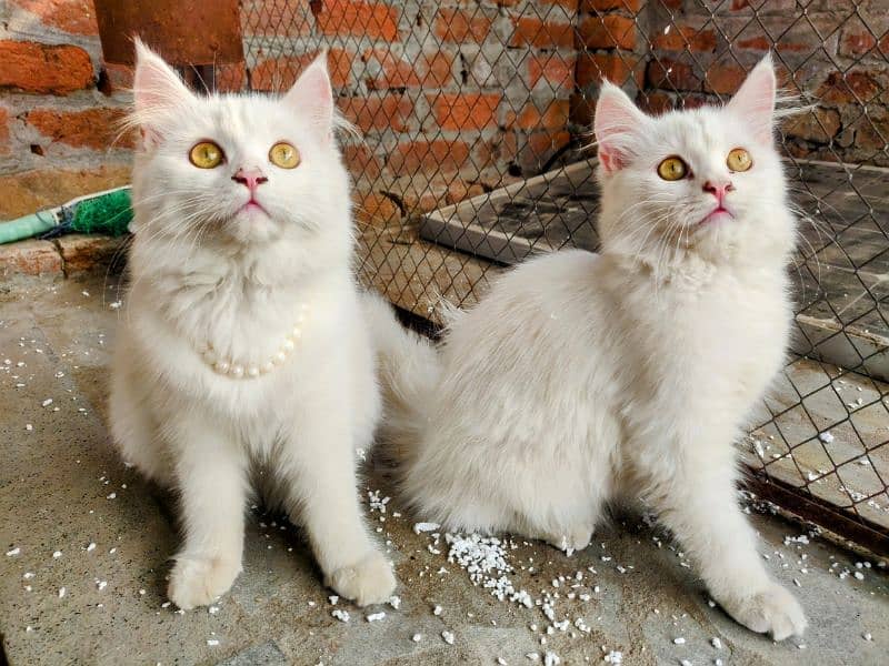 Active Persian kittens and Cats Available | White Cats 0