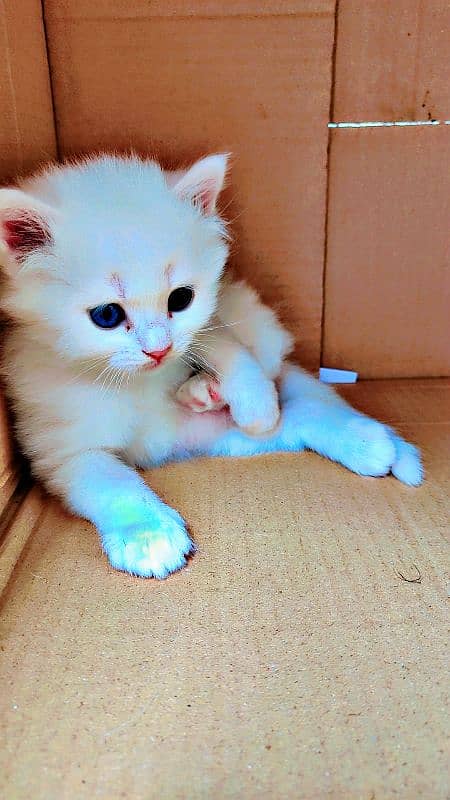 Active Persian kittens and Cats Available | White Cats 1