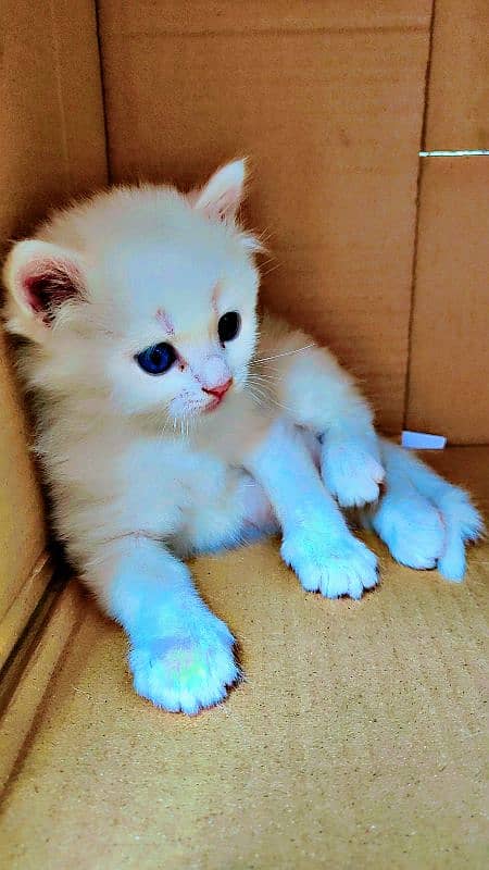 Active Persian kittens and Cats Available | White Cats 4