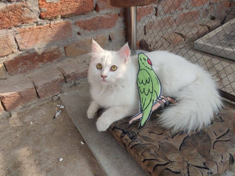 Active Persian kittens and Cats Available | White Cats 5