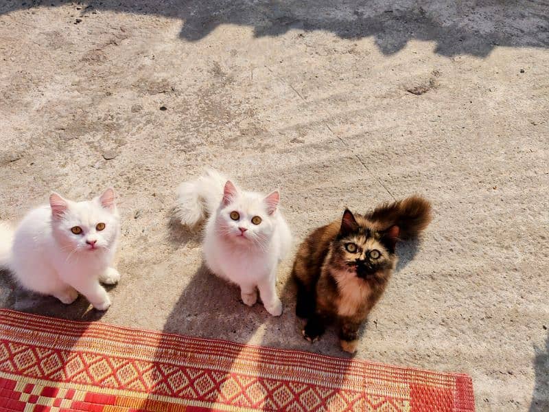 Active Persian kittens and Cats Available | White Cats 10