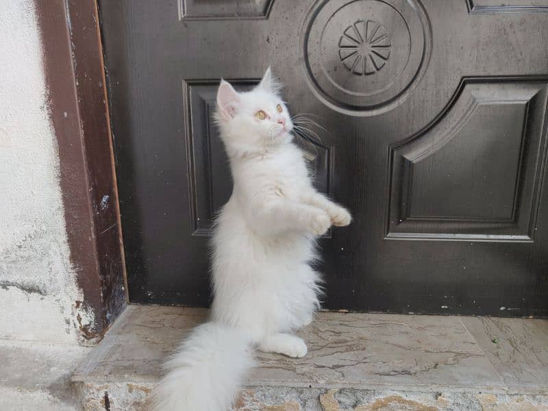 Active Persian kittens and Cats Available | White Cats 11