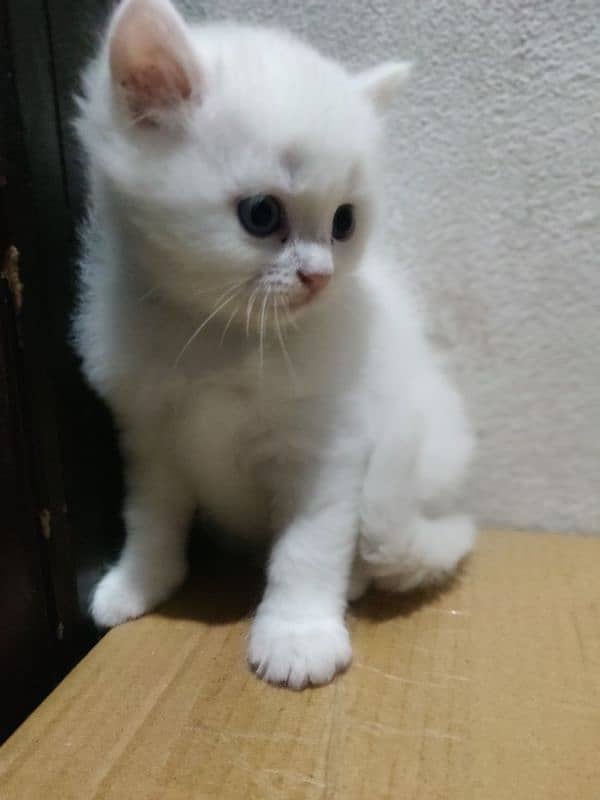 Active Persian kittens and Cats Available | White Cats 12