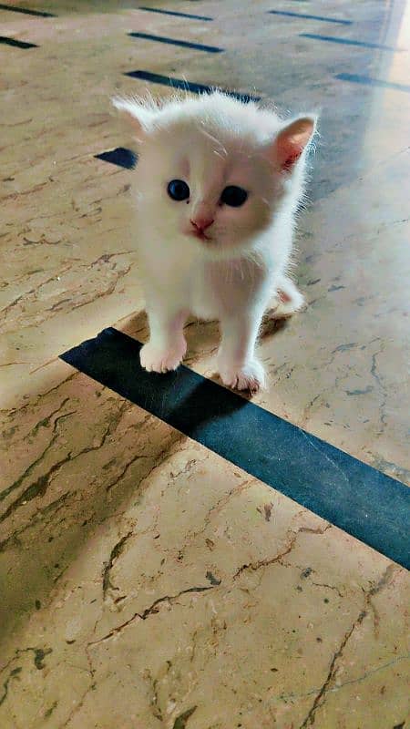 Active Persian kittens and Cats Available | White Cats 13