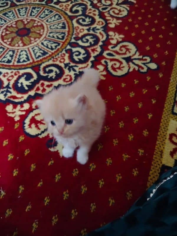 Pure persian kittens 0